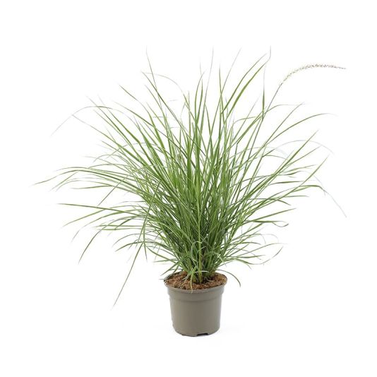 Pennisetum setaceum 'Skyrocket' 2 Litres