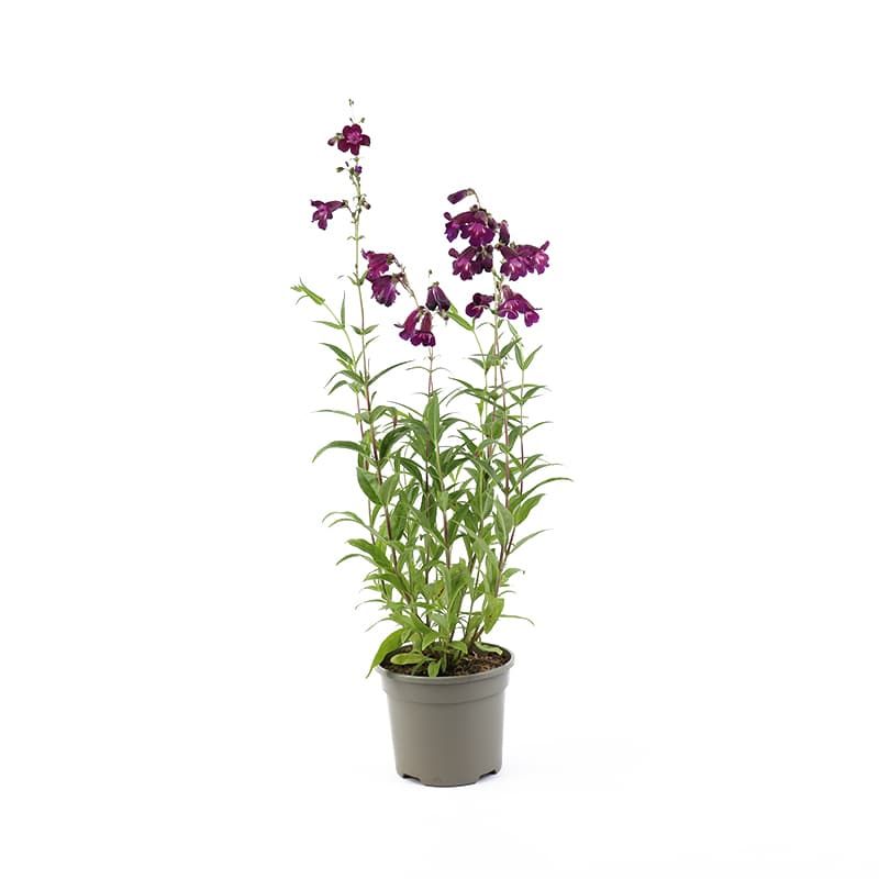 Penstemon 'Blackbird' 3 Litres