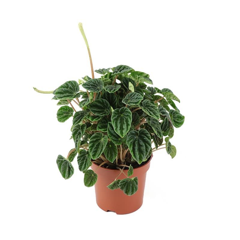 Peperomia caperata 'Lilian'