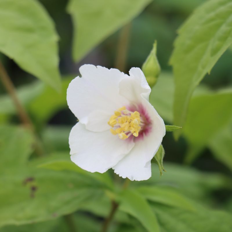 Philadelphus 'Belle Etoile' 7.5 Litres