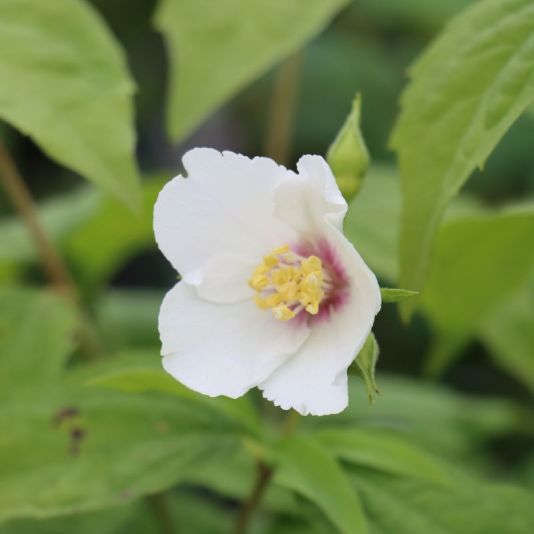 Philadelphus 'Belle Etoile' 7.5 Litres