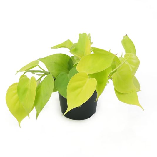 Philodendron 'Lime'