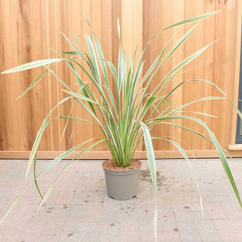 Phormium 'Golden Ray' 7.5 Litres