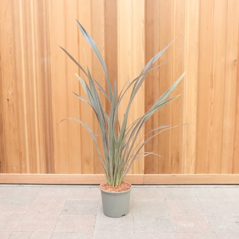 Phormium 'Pink Stripe' 3 Litres