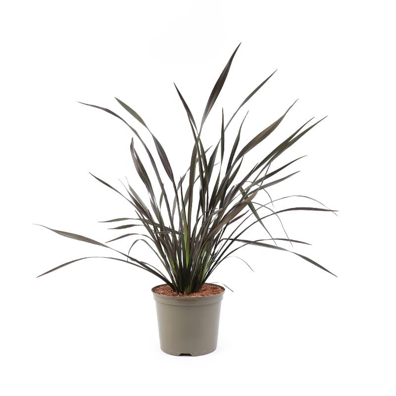 Phormium 'Platts Black' 7.5 Litres