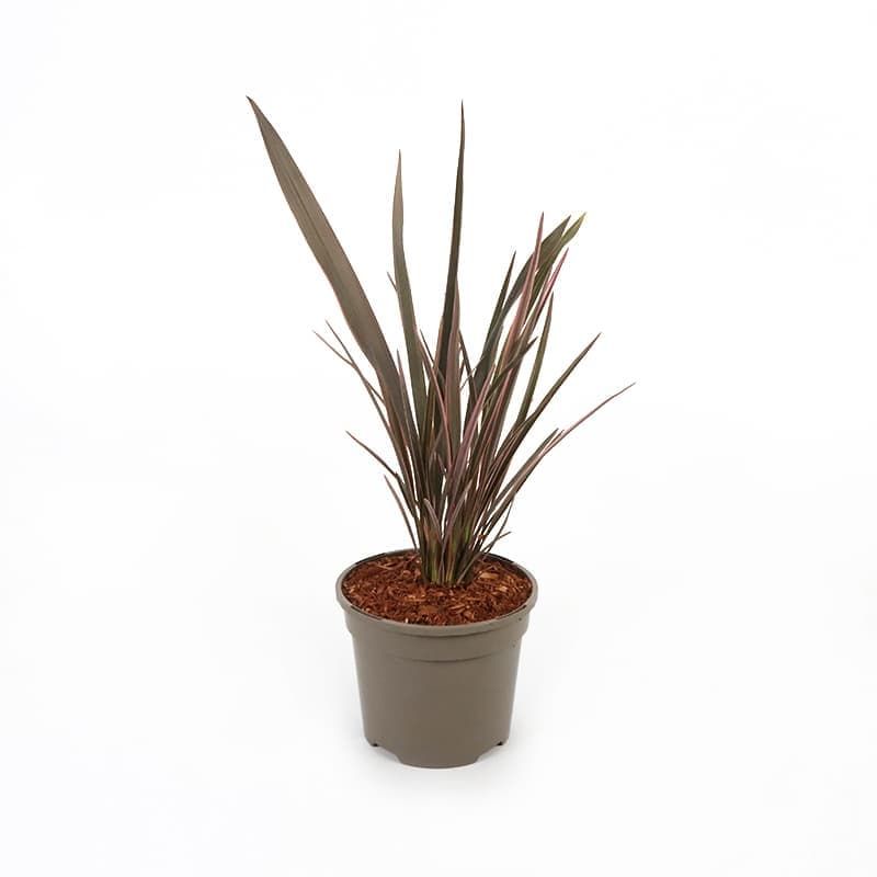 Phormium 'Sundowner' 3 Litres