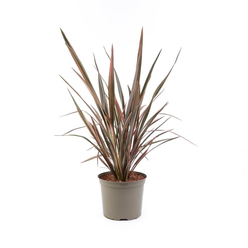 Phormium 'Sundowner' 7.5 Litres