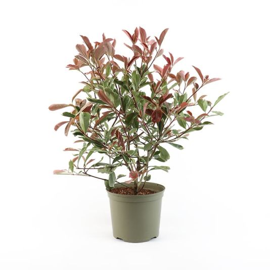 Photinia fraseri 'Pink Marble' 7.5 Litres