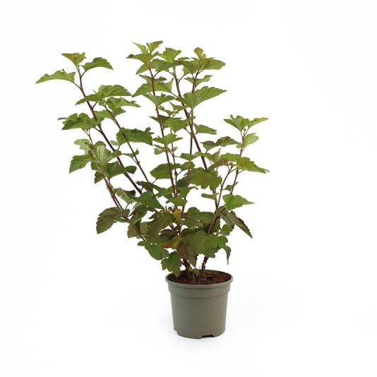 Physocarpus opulifolius 'Magic Ball' 3 Litres