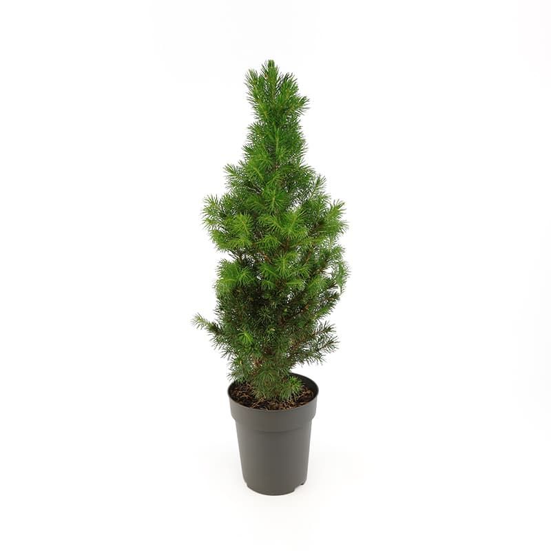 Picea glauca var. albertiana 'Conica' 1 Litre