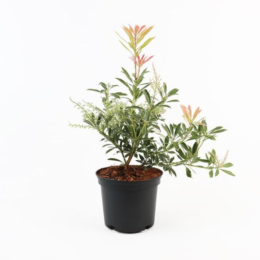 Pieris 'Flaming Silver' 3 Litre