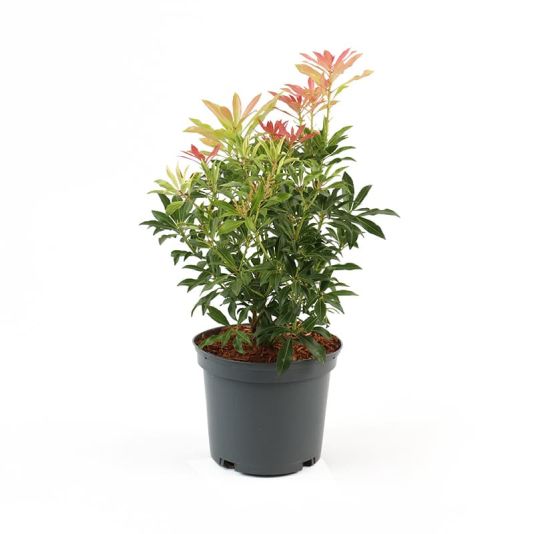 Pieris 'Forest Flame' 3 Litre