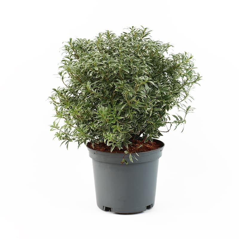 Pieris 'Little Heath' 3 Litres