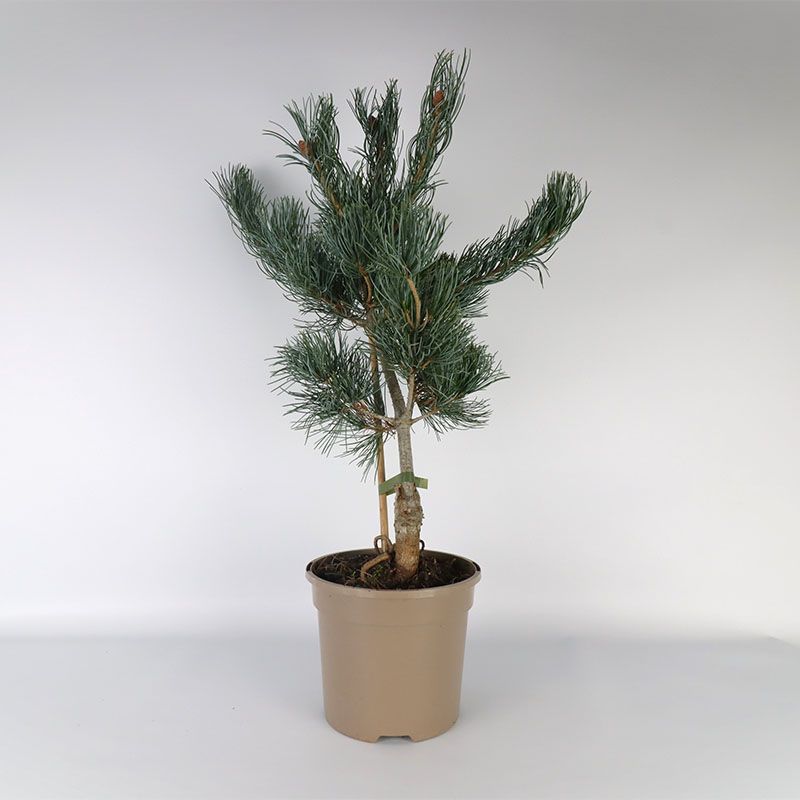Pinus parviflora 'Tempelhof' 3 Litres