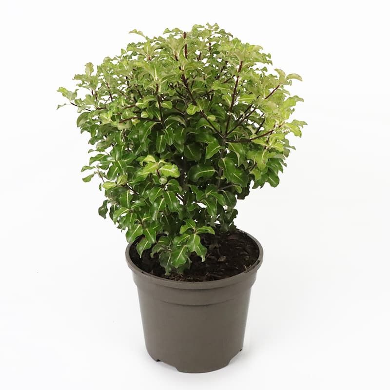 Pittosporum 'Gold Star' 3 Litres