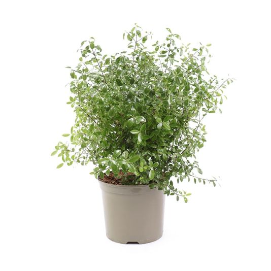 Pittosporum 'Golf Ball' 7.5 Litres