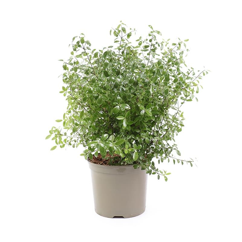 Pittosporum 'Golf Ball' 7.5 Litres