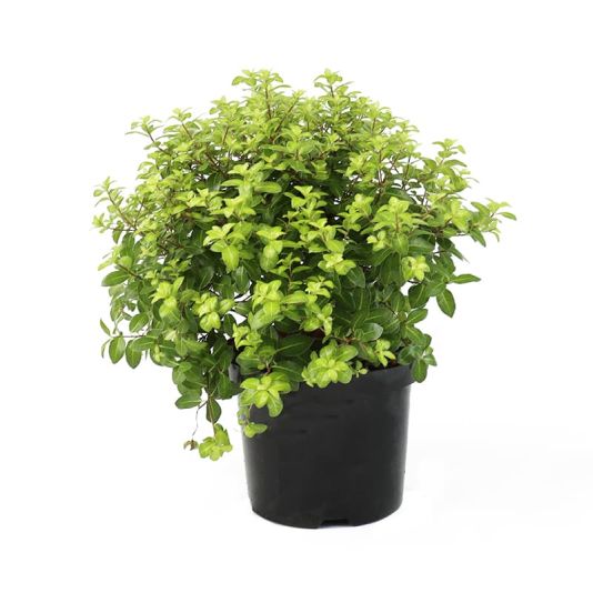 Pittosporum tenufolium 'Golden Ball' 3 Litres