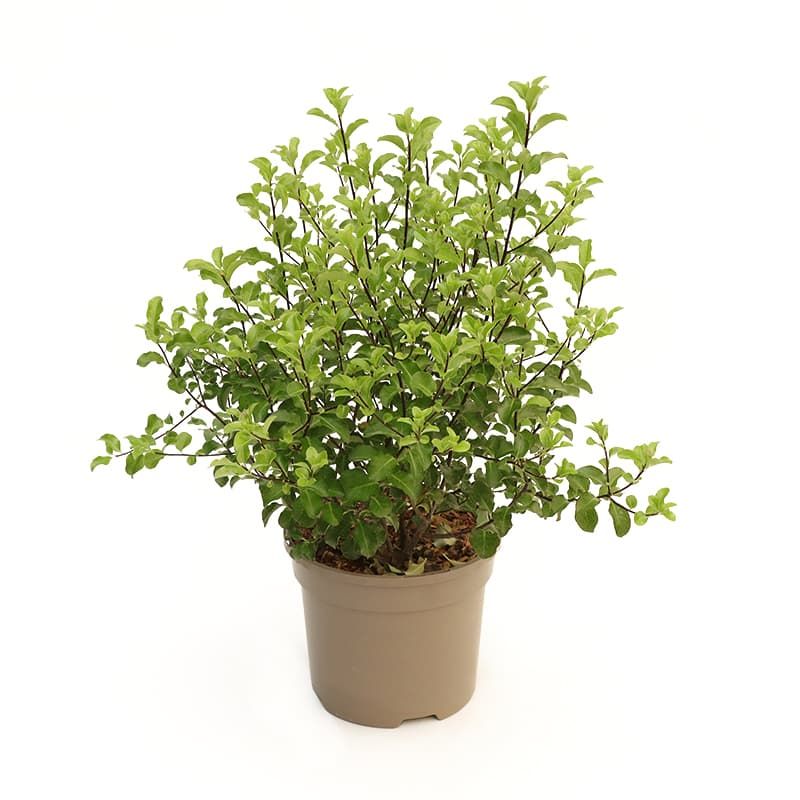 Pittosporum tenuifolium 'Arundel Green' 3 Litres