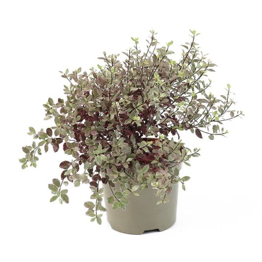 Pittosporum tenuifolium 'Bannow Bay' 3 Litres