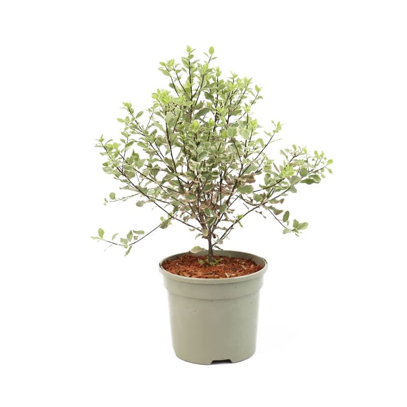 Pittosporum tenuifolium 'Elizabeth' 3 Litres