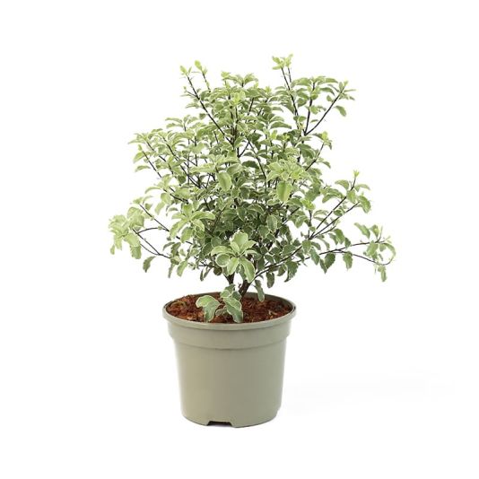 PITTOSPORUM  TENUIFOLIUM SILVER QUEEN 3L