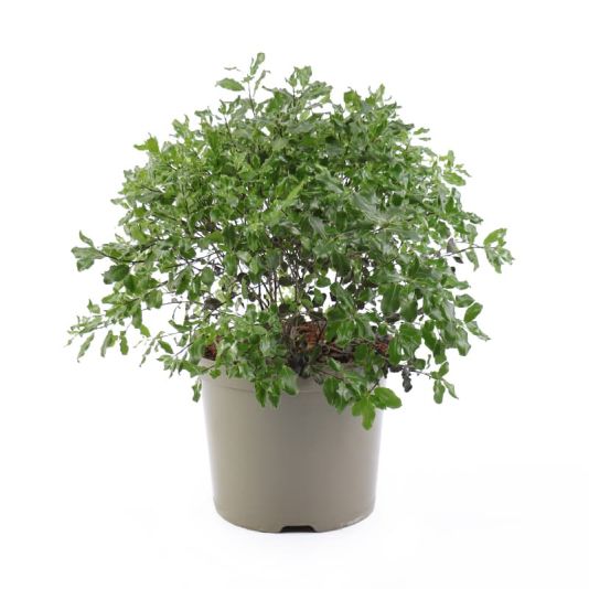 Pittosporum tenuifolium 'Tom Thumb' 7.5 Litres