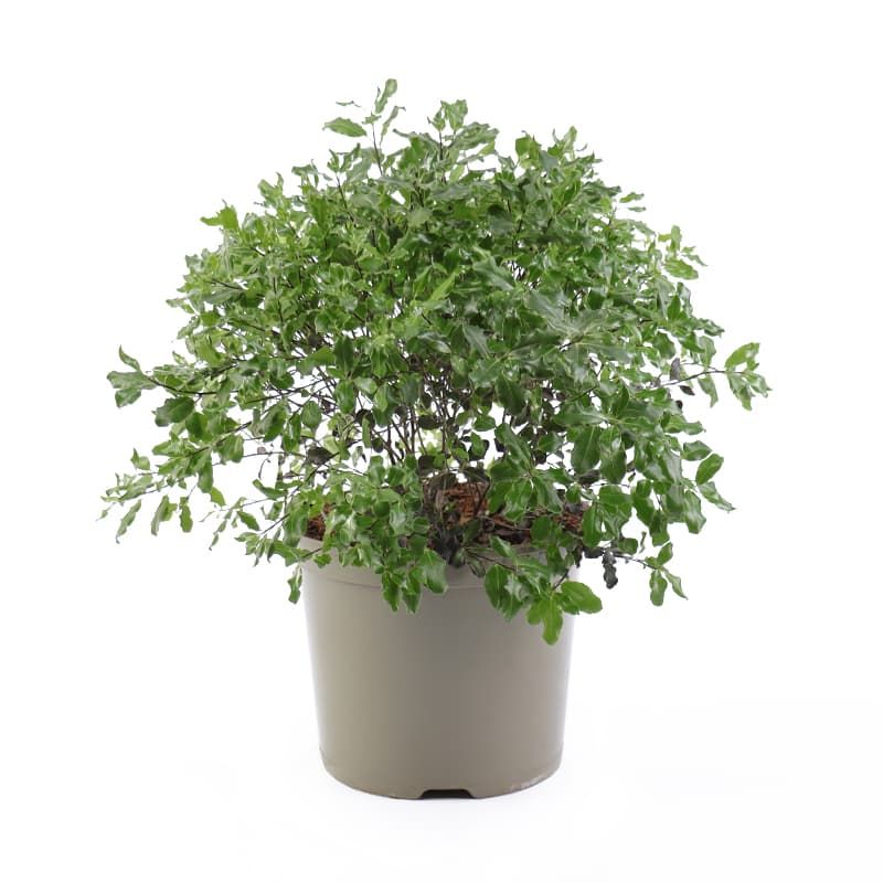 Pittosporum tenuifolium 'Tom Thumb' 7.5 Litres