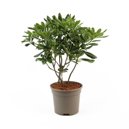 Pittosporum tobira 3 Litres