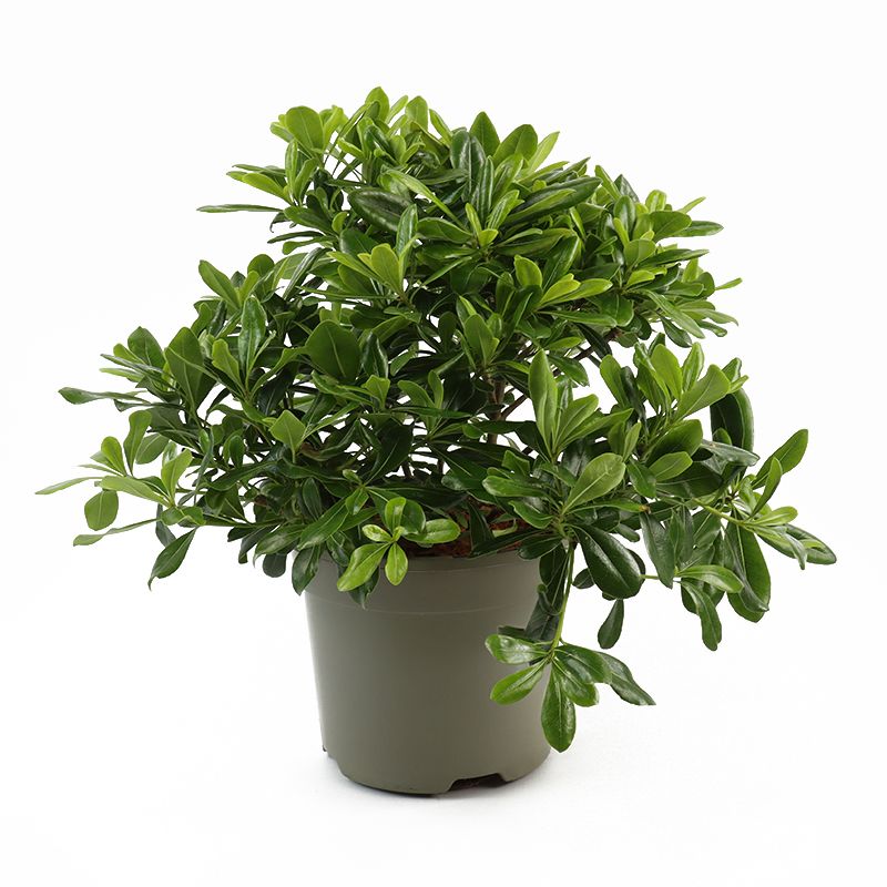 Pittosporum tobira 'Nanum' 3 Litres