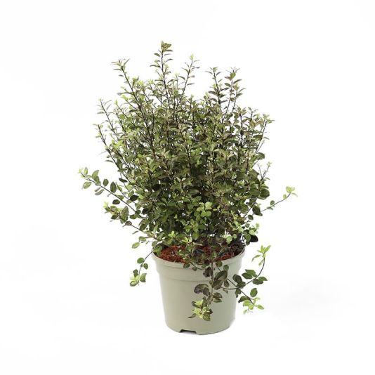 Pittosporum tenuifolium 'Tom Thumb' 3 Litres