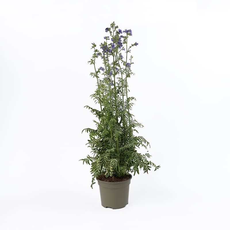 Polemonium 'Brise d'Anjou' 2 Litre