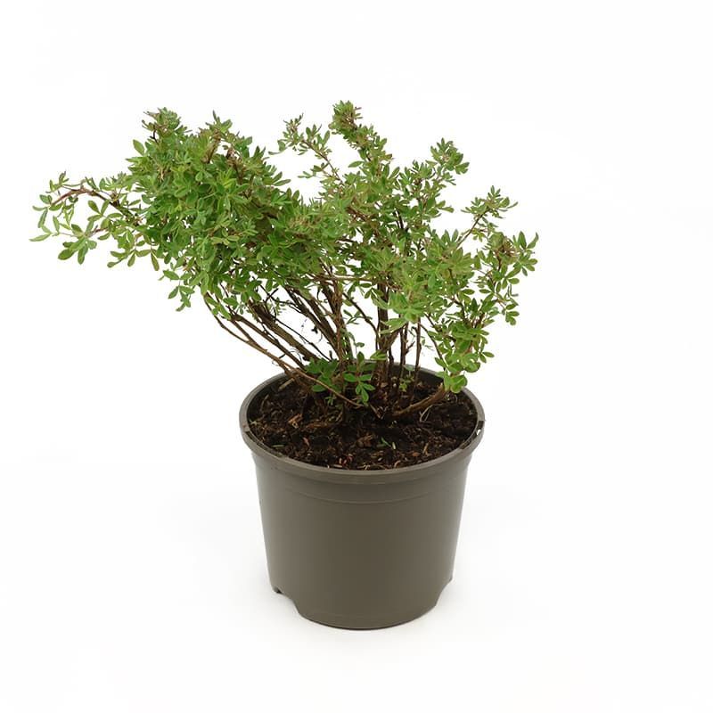 Image of Potentilla fruticosa Abbotswood shrub in a pot