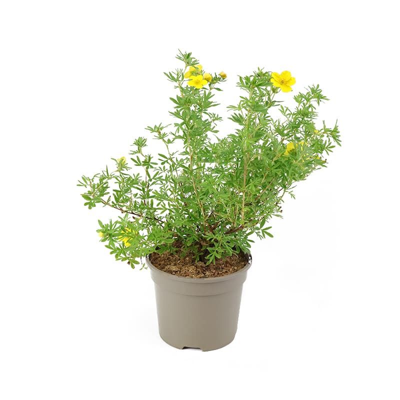 Potentilla fruticosa 'Goldfinger' 2 Litres