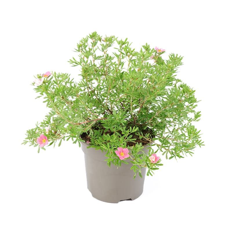 Potentilla fruticosa 'Lovely Pink' 2 Litres