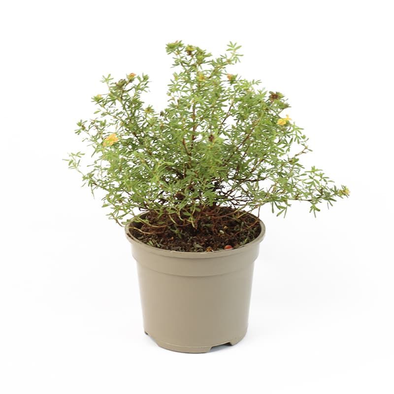 Potentilla fruticosa 'Red Ace' 2 Litres