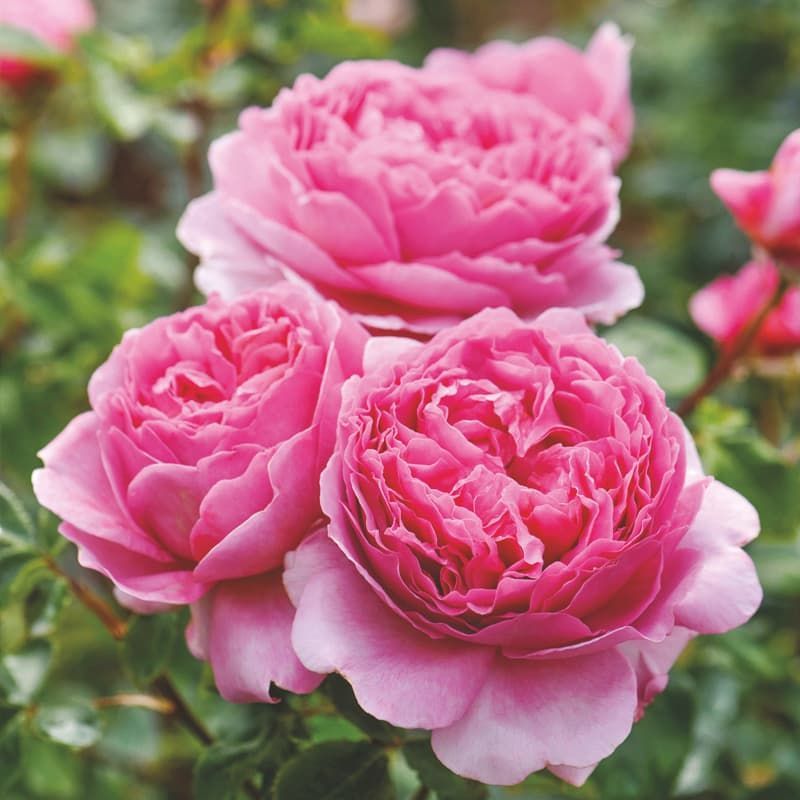 David Austin Shrub Rose 'Princess Alexandra of Kent' 6 Litres - Roses ...