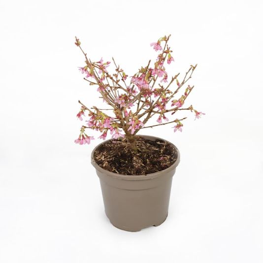 Prunus 'Okame' 3 Litres