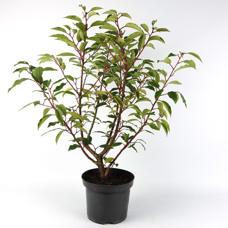 Prunus lusitanica 3 Litres