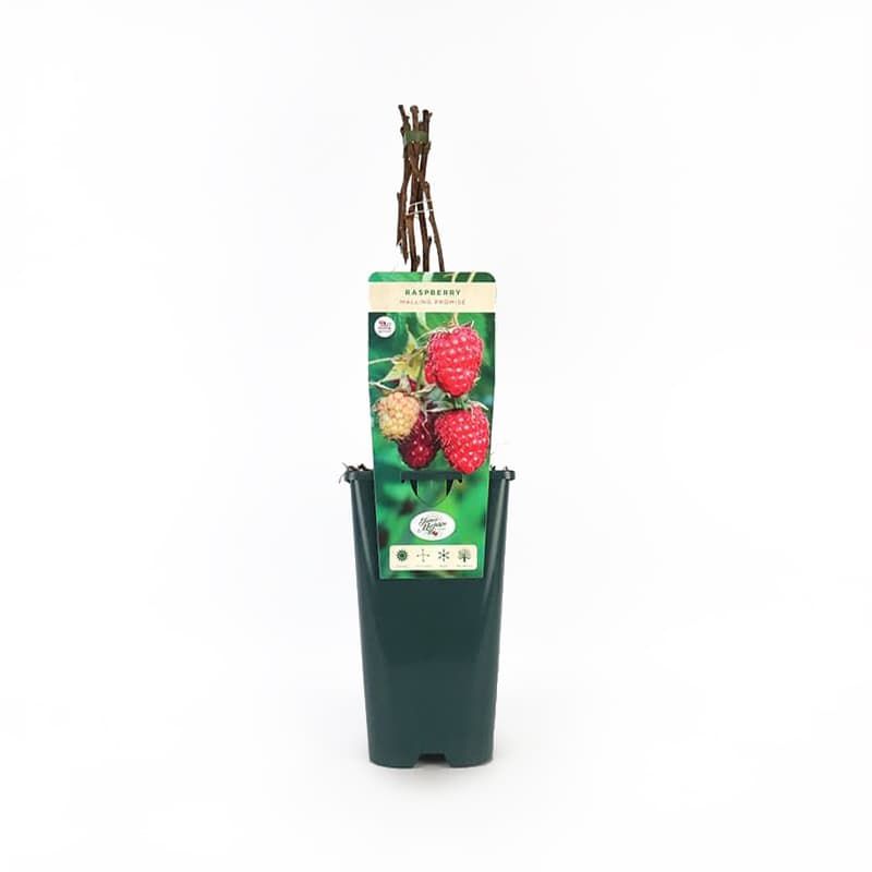 Raspberry 'Malling Promise' 5 Pack 3 Litres