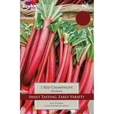 Rhubarb 'Red Champagne'