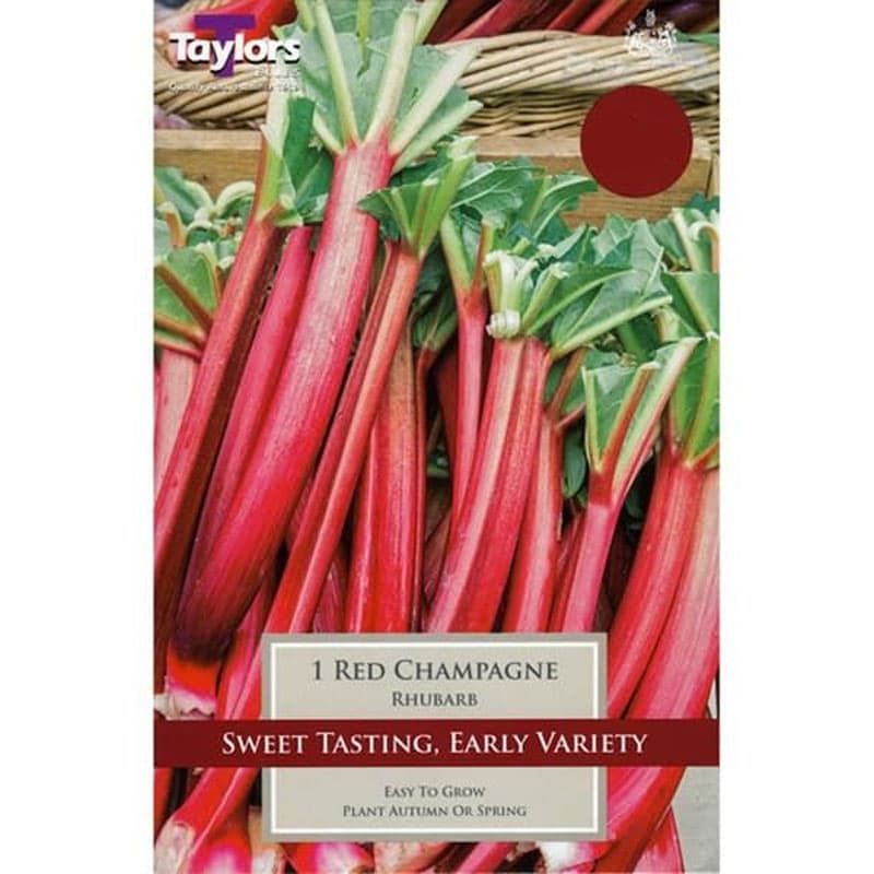 Rhubarb 'Red Champagne'