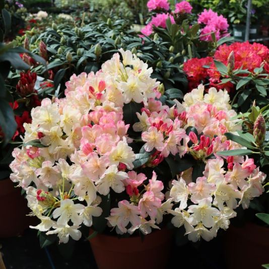 Rhododendron 'Percy Wiseman' 15 Litres