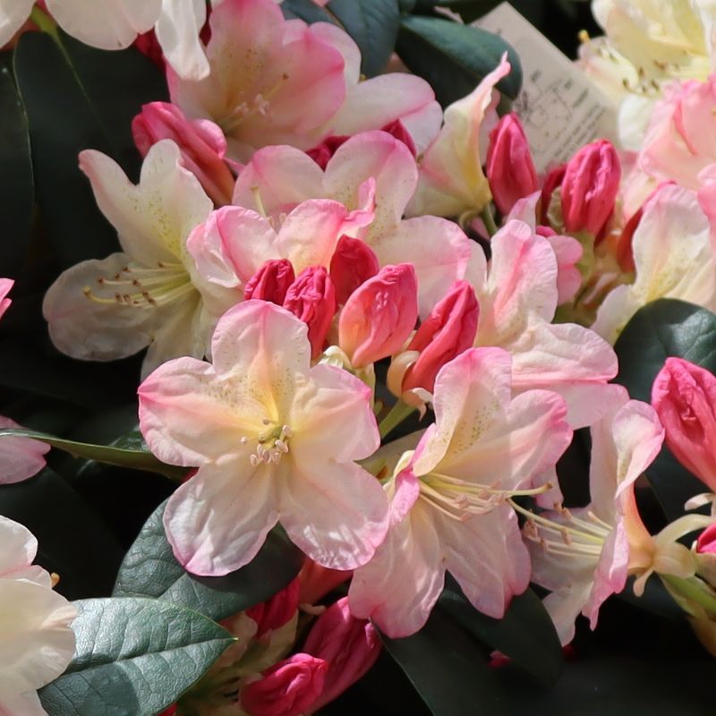 Rhododendron 'Percy Wiseman' 3 Litres - Rhododendrons & Azaleas - Tates