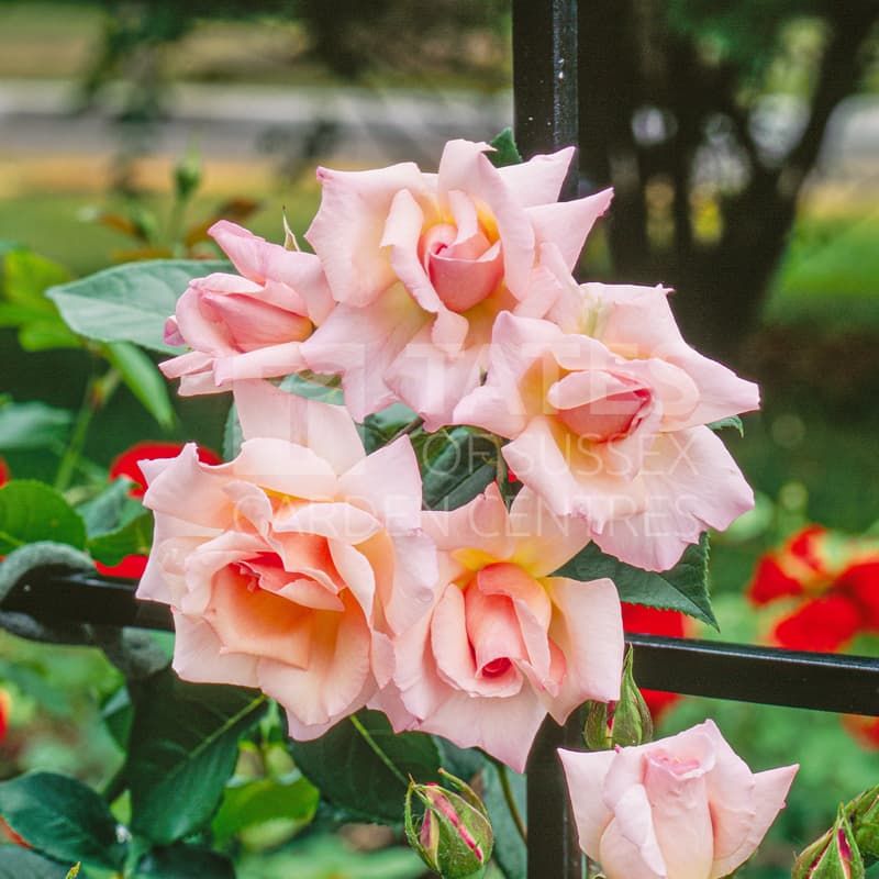 Climbing Rose 'Compassion' 4 Litres