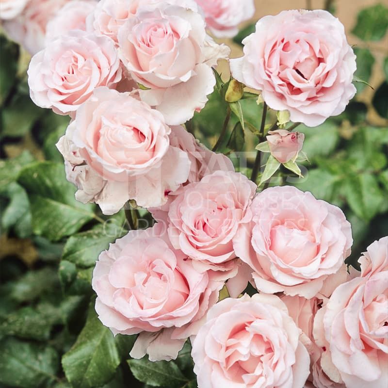 Bush Rose 'English Miss' 3 Litres - Roses - Tates