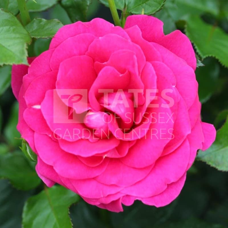 bush-rose-truly-loved-roses-tates