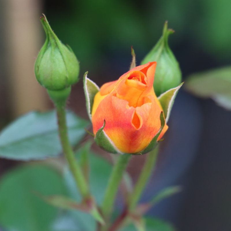 Bush Rose 'Precious Amber' 3 Litres