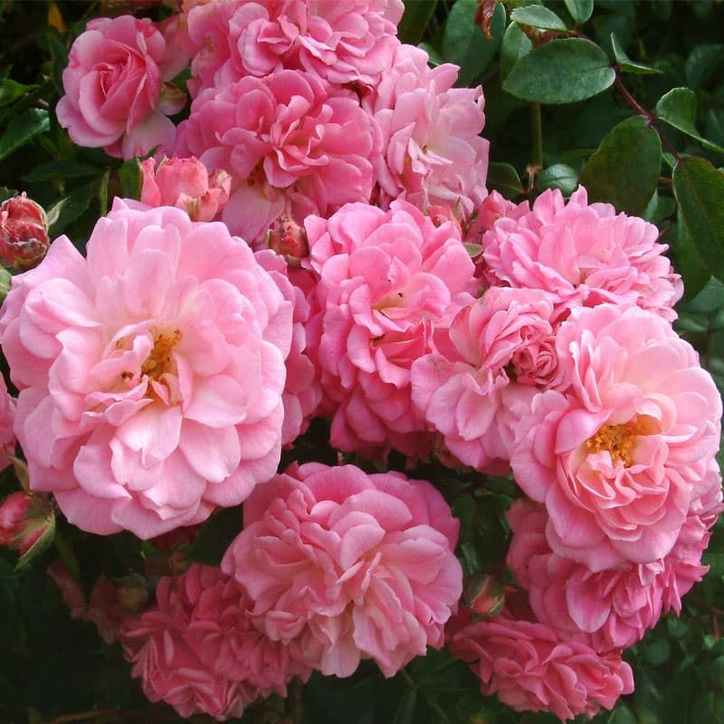 Peter Beales Climbing Rose 'Rural England' 4 Litres