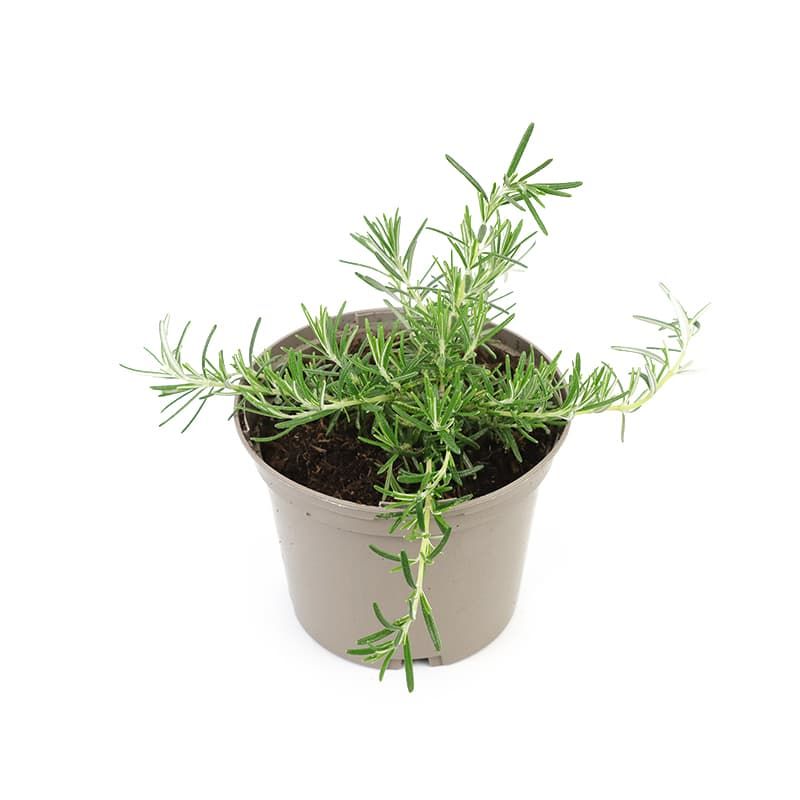 Rosemary officinalis 'Foxtail' 1 Litre